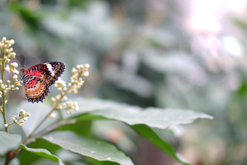 butterfly on a flower