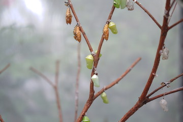 Pupa on branch of a tree 