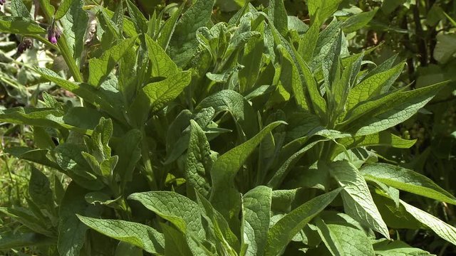 Close up of thick, green leaves on a bushy plant