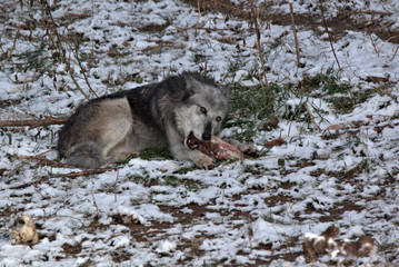 Fototapeta na wymiar Grey Wolf eating on a deer leg