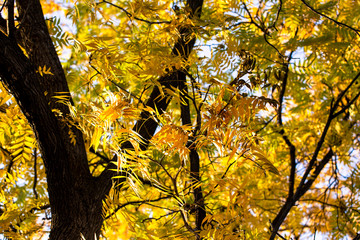 autumn background. yellow leaves on a background of blue sky. natural background