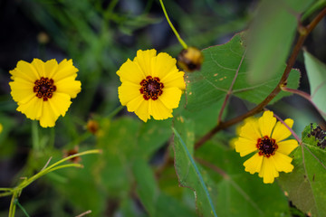 yellow flowers in the garden