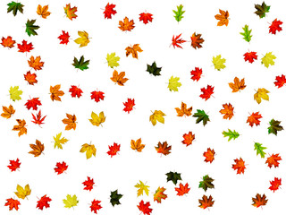 Autumn leaf isolated. Falling October background. Thanksgiving season concept