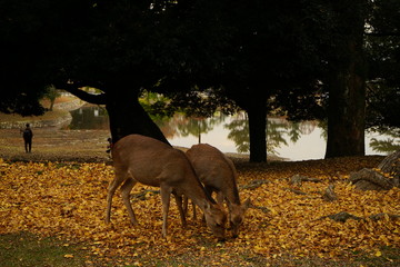 古都奈良の風景　秋 紅葉　Country scenery Nara Japan