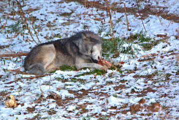They eyes of this Grey Wolf glow in the early morning sunlight as I watched from a confortable distance.