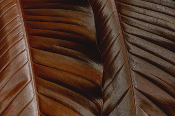 tropical leaf, dark green foliage from nature background