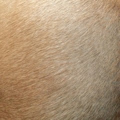 closeup of animal fur