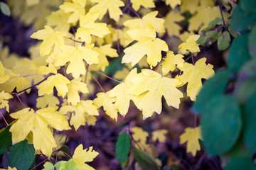 autumn background. yellow leaves on a background of blue sky. natural background