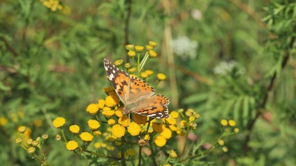 Butterfly burdock on a tansy flower eats nectar.