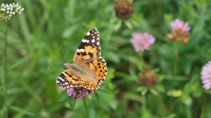  Butterfly on a flower of red clover..j