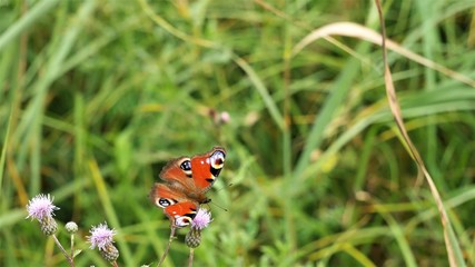  Butterfly peacock eye on a thistle flower.