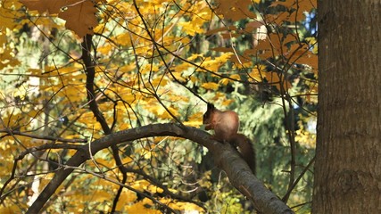 Squirrel in the autumn forest on a branch eats a hazelnut.