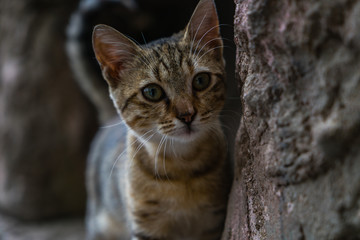 Curious kitten on a rock. Kitten hiding on a rock. Sly cat looks out from behind the stone.