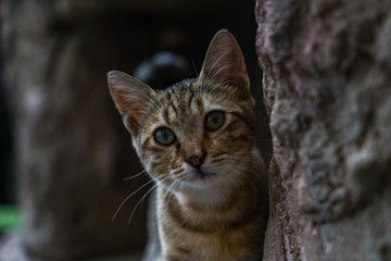 Curious kitten on a rock. Kitten hiding on a rock. Sly cat looks out from behind the stone.
