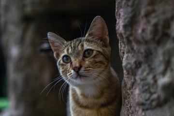 Curious kitten on a rock. Kitten hiding on a rock. Sly cat looks out from behind the stone.