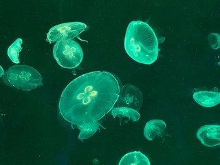 blue jellyfish in water