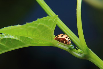 Asian lady beetle or Ladybird lady bug is quietly catching on the stalk and leaves.	