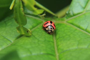 Asian lady beetle or Ladybird lady bug is quietly catching on the stalk and leaves.	