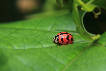 Obraz premium Asian lady beetle or Ladybird lady bug is quietly catching on the stalk and leaves. 