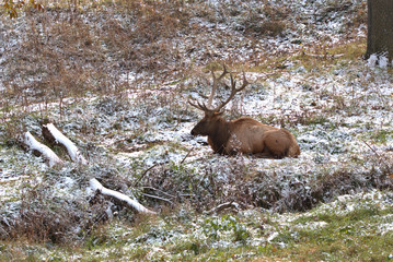 Naklejka na ściany i meble Old bull elk laying down on the snow covered grass