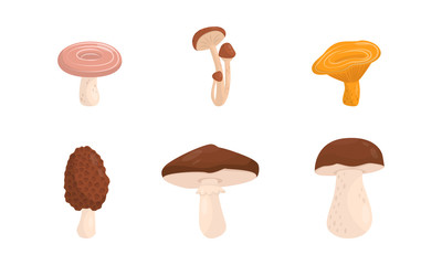 Edible Mushrooms Vector Set Isolated On White Background