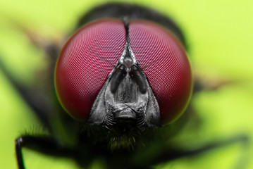Macro Photo of Black Blowfly on Green Leaf Isolated on Green Background