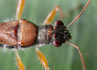 Macro Photo of Assassin Bug on Green Leaf