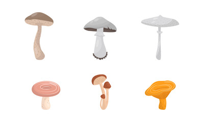 Edible Mushrooms Vector Set Isolated On White Background