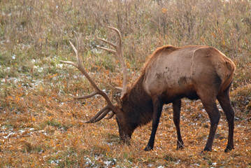 Early morning sunlight casting a glow on this Bull Elk