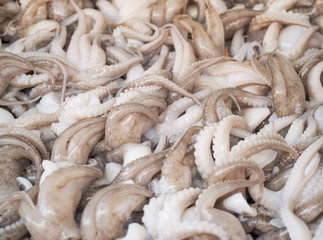 Fresh squid for sale at seafood market. White fresh squid seafood in market.