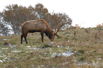 Bull Elk grazing on a mountain slope