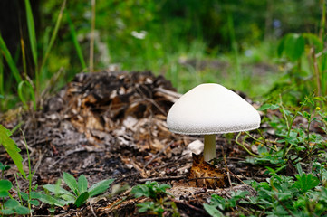 Agaricus campester - edible white fungus growing in the lawn.