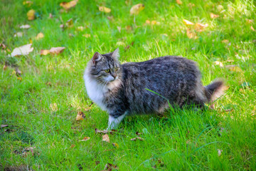 Naklejka na ściany i meble Domestic cat on a walk in the yard . A pet. Cat. Cat on a walk. Mammal. Animal hair.