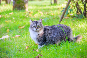 Domestic cat on a walk in the yard . A pet. Cat. Cat on a walk. Mammal. Animal hair.