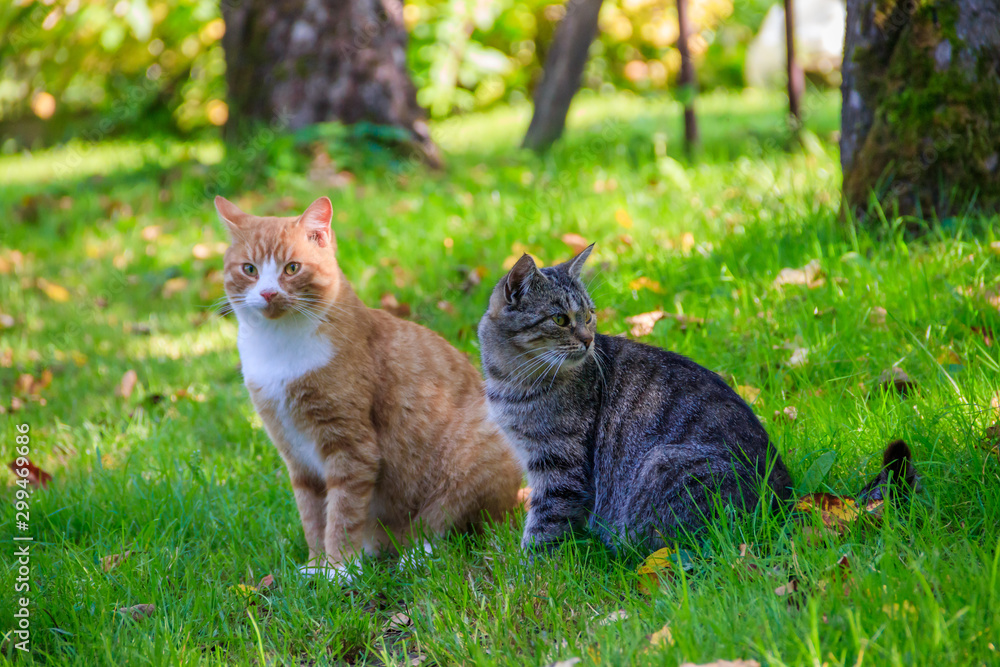 Sticker Domestic cat on a walk in the yard . A pet. Cat. Cat on a walk. Mammal. Animal hair.