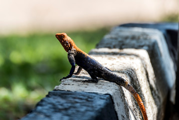 Agamidae, Agama Lizard in Murchison National Park, Uganda, Africa