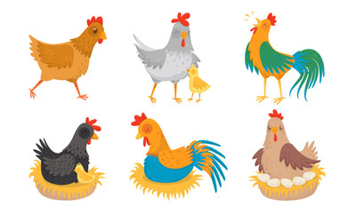 Farm Hen and Rooster with Baby Chicken Vector Illustration Set