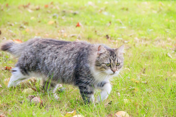 Naklejka na ściany i meble Domestic cat on a walk in the yard . A pet. Cat. Cat on a walk. Mammal. Animal hair.