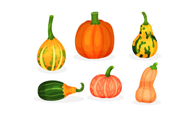 Pumpkins of different colors and sizes. Harvest symbol. Vector illustration.