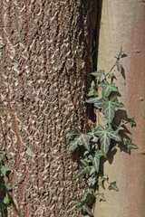 Efeu am Baum