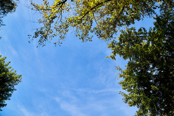 Obraz premium Beautiful sky with white clouds and top of trees. Background