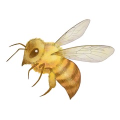 蜜蜂　ミツバチ　イラスト　水彩風　線画薄め