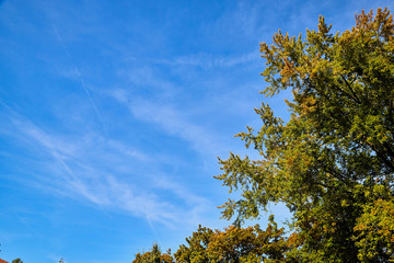 Beautiful sky with white clouds and top of trees. Background