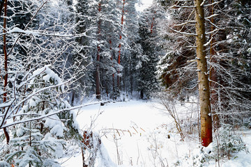 Snow covered trees in a winter forest