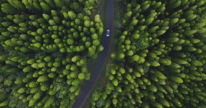 Aerial view of a white car driving on a country road surrounded by a green pine tree forest, car driving in nature, green sustainable transportation concept