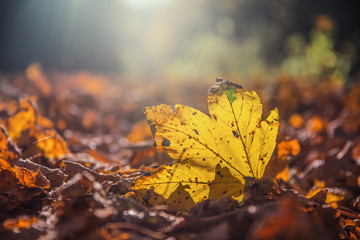 autumn maple leaf fallen in autumn sunrise or sunset