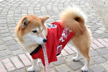柴犬・ハッピ・祭