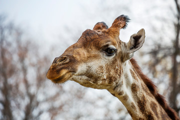 Giraffe. He is a Hoofed Mammal. It is the tallest land animal on the planet. They live in the savannas of Africa.