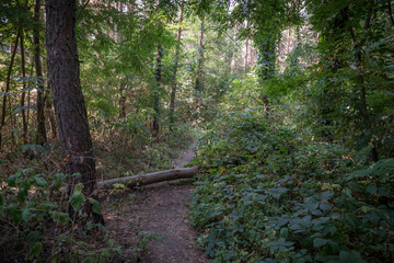 Obraz premium Autumn