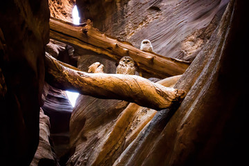 Mom and Baby Owls Perch in Sandstone Canyon - 1